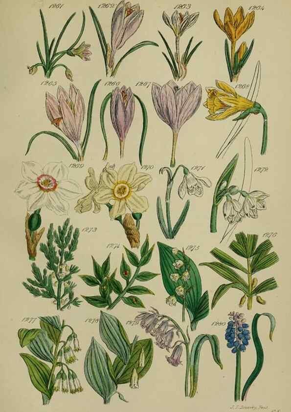 Reproducción/Reproduction 7507544718: British wild flowers.. London,J. Van Voorst,1876.