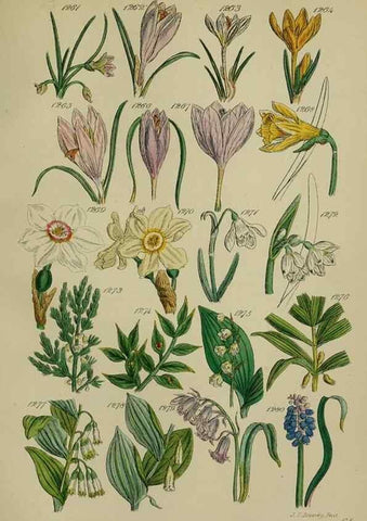 Reproducción/Reproduction 7507544718: British wild flowers.. London,J. Van Voorst,1876.