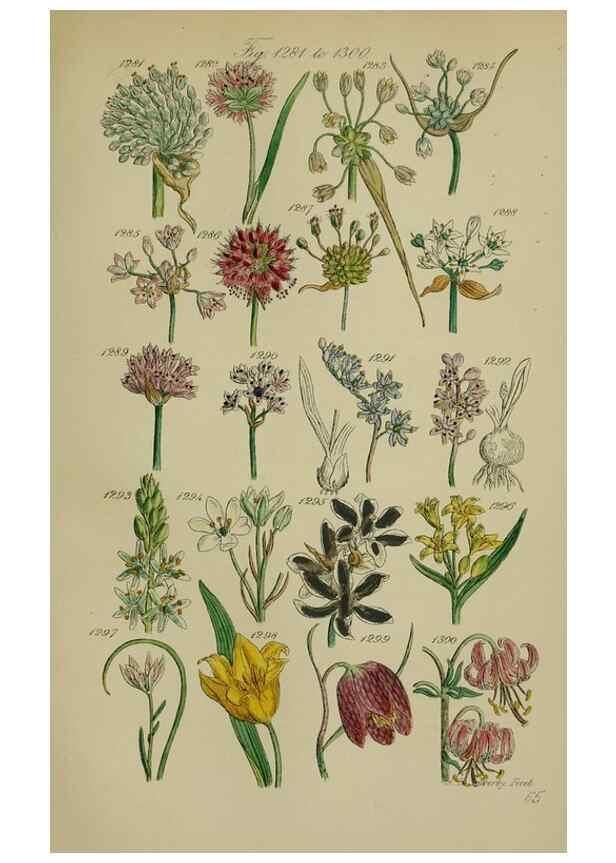 Reproducción/Reproduction 7507546686: British wild flowers.. London,J. Van Voorst,1876.