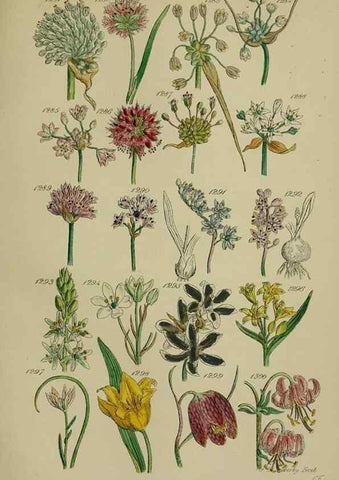 Reproducción/Reproduction 7507546686: British wild flowers.. London,J. Van Voorst,1876.