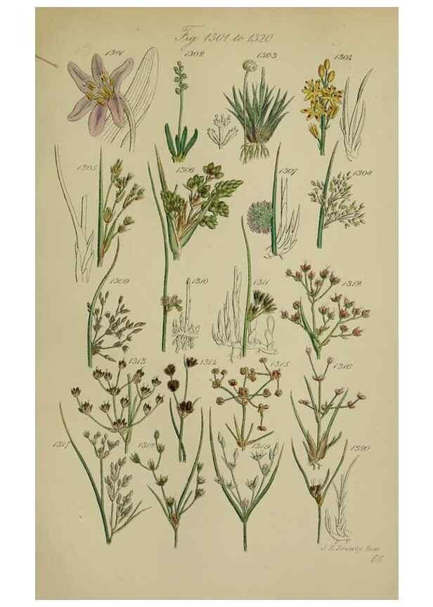 Reproducción/Reproduction 7507548170: British wild flowers.. London,J. Van Voorst,1876.