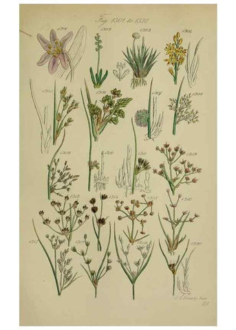 Reproducción/Reproduction 7507548170: British wild flowers.. London,J. Van Voorst,1876.