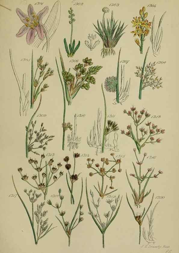 Reproducción/Reproduction 7507548170: British wild flowers.. London,J. Van Voorst,1876.
