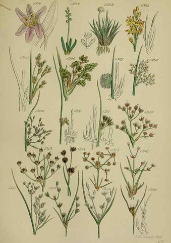 Reproducción/Reproduction 7507548170: British wild flowers.. London,J. Van Voorst,1876.