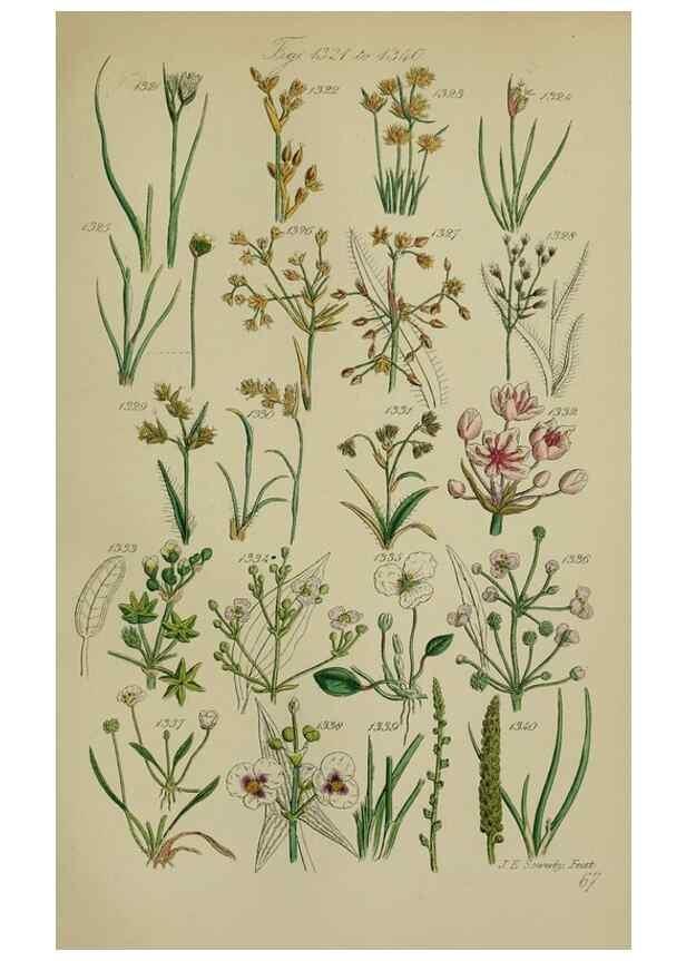 Reproducción/Reproduction 7507549748: British wild flowers.. London,J. Van Voorst,1876.