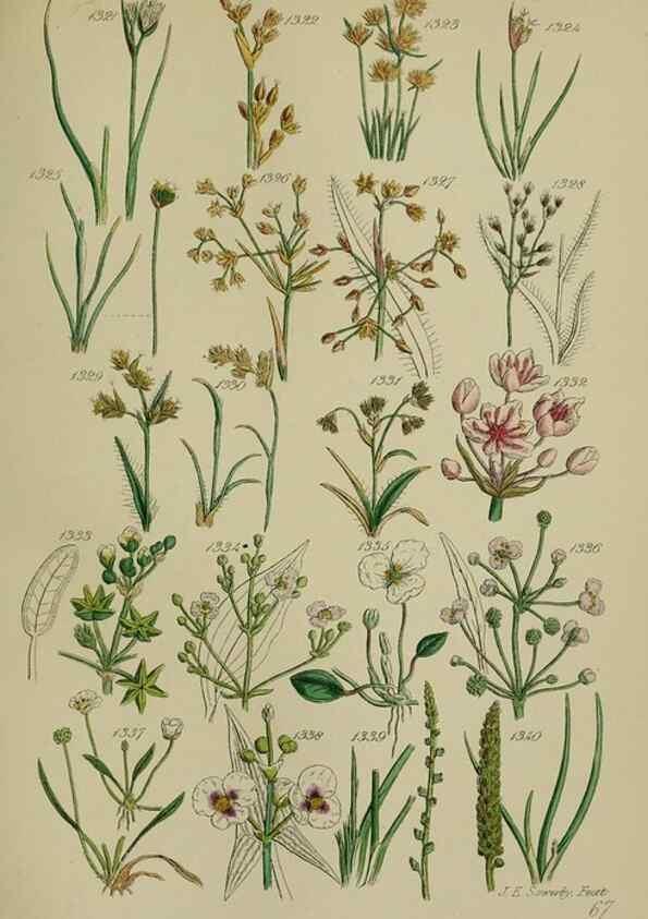 Reproducción/Reproduction 7507549748: British wild flowers.. London,J. Van Voorst,1876.