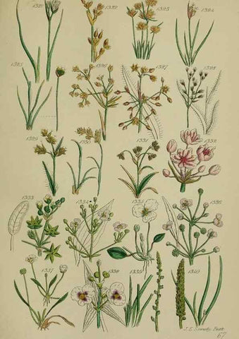 Reproducción/Reproduction 7507549748: British wild flowers.. London,J. Van Voorst,1876.