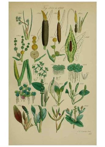 Reproducción/Reproduction 7507551442: British wild flowers.. London,J. Van Voorst,1876.