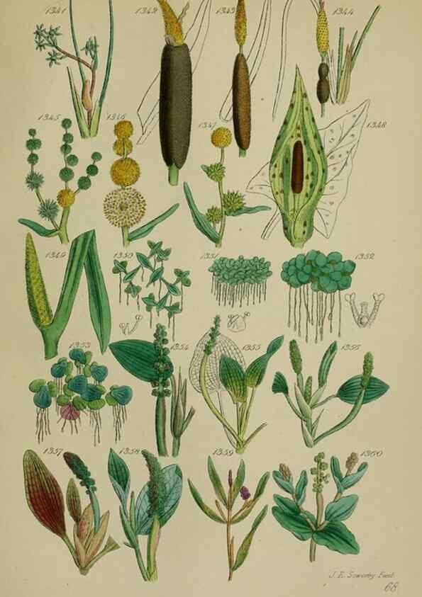 Reproducción/Reproduction 7507551442: British wild flowers.. London,J. Van Voorst,1876.