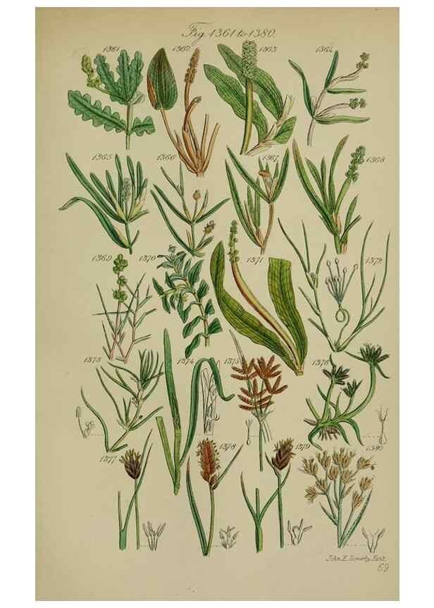 Reproducción/Reproduction 7507553062: British wild flowers.. London,J. Van Voorst,1876.