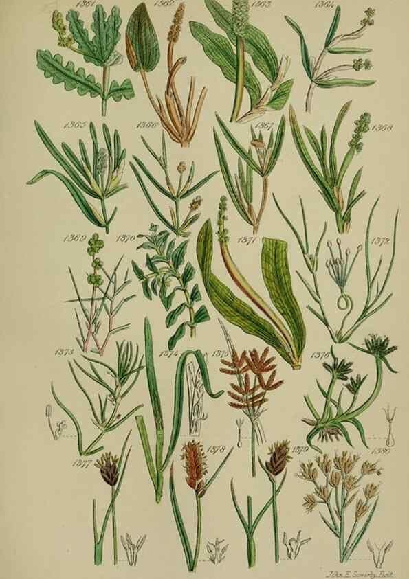 Reproducción/Reproduction 7507553062: British wild flowers.. London,J. Van Voorst,1876.