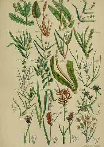 Reproducción/Reproduction 7507553062: British wild flowers.. London,J. Van Voorst,1876.