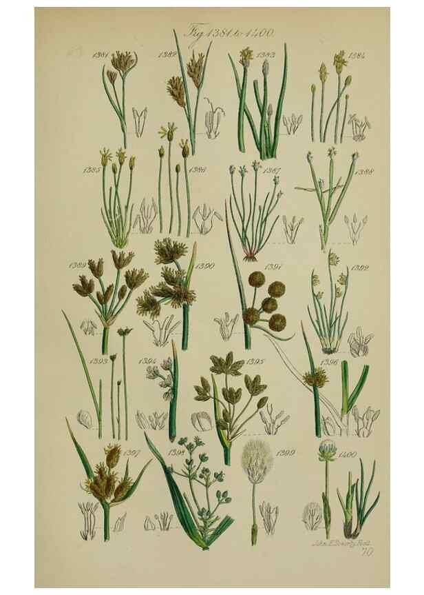 Reproducción/Reproduction 7507554562: British wild flowers.. London,J. Van Voorst,1876.