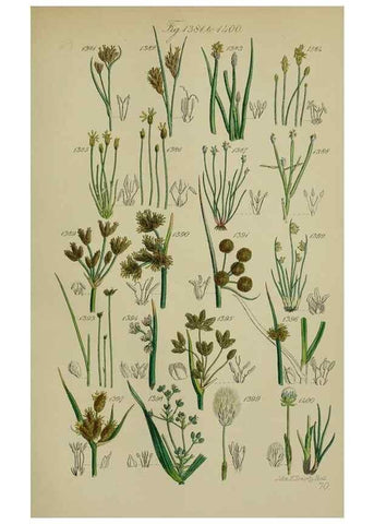 Reproducción/Reproduction 7507554562: British wild flowers.. London,J. Van Voorst,1876.