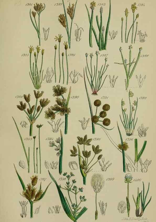 Reproducción/Reproduction 7507554562: British wild flowers.. London,J. Van Voorst,1876.