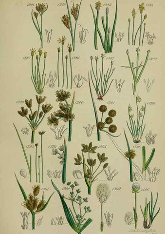Reproducción/Reproduction 7507554562: British wild flowers.. London,J. Van Voorst,1876.