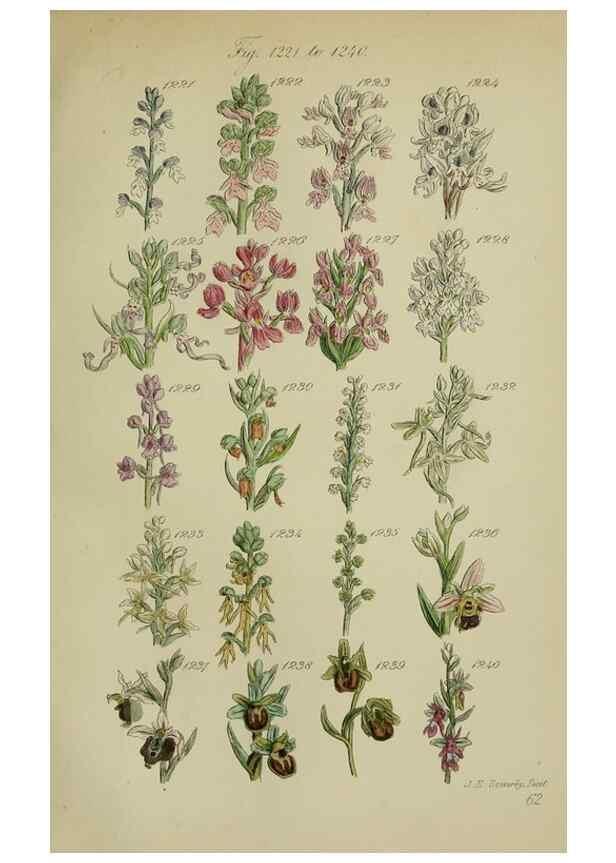Reproducción/Reproduction 7507541186: British wild flowers.. London,J. Van Voorst,1876.