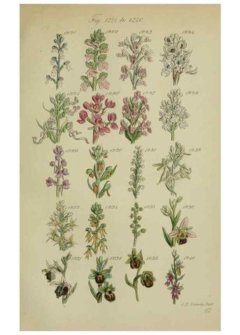 Reproducción/Reproduction 7507541186: British wild flowers.. London,J. Van Voorst,1876.