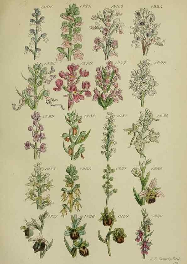 Reproducción/Reproduction 7507541186: British wild flowers.. London,J. Van Voorst,1876.