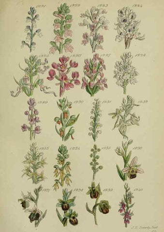 Reproducción/Reproduction 7507541186: British wild flowers.. London,J. Van Voorst,1876.