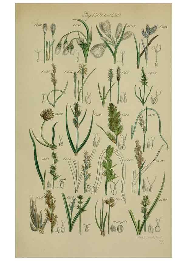 Reproducción/Reproduction 7507555580: British wild flowers.. London,J. Van Voorst,1876.