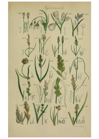 Reproducción/Reproduction 7507555580: British wild flowers.. London,J. Van Voorst,1876.