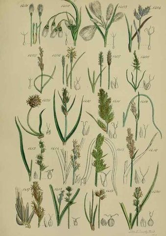 Reproducción/Reproduction 7507555580: British wild flowers.. London,J. Van Voorst,1876.