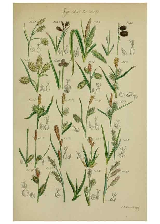 Reproducción/Reproduction 7507557858: British wild flowers.. London,J. Van Voorst,1876.