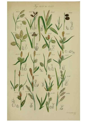 Reproducción/Reproduction 7507557858: British wild flowers.. London,J. Van Voorst,1876.
