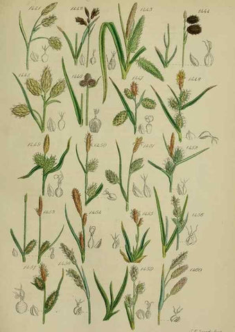 Reproducción/Reproduction 7507557858: British wild flowers.. London,J. Van Voorst,1876.