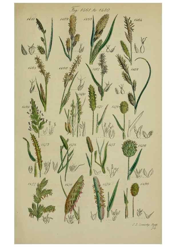 Reproducción/Reproduction 7507559212: British wild flowers.. London,J. Van Voorst,1876.
