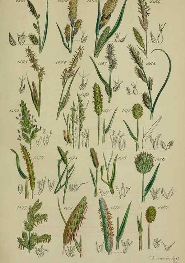 Reproducción/Reproduction 7507559212: British wild flowers.. London,J. Van Voorst,1876.