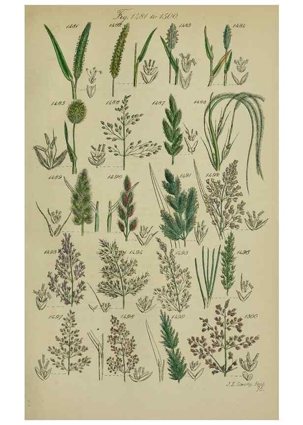 Reproducción/Reproduction 7507560656: British wild flowers.. London,J. Van Voorst,1876.