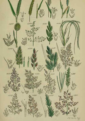 Reproducción/Reproduction 7507560656: British wild flowers.. London,J. Van Voorst,1876.