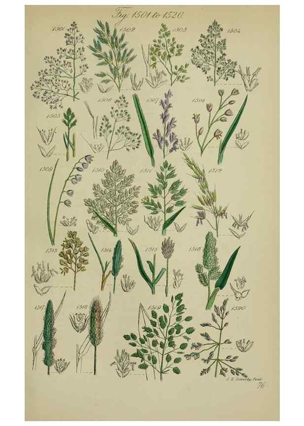 Reproducción/Reproduction 7507562288: British wild flowers.. London,J. Van Voorst,1876.