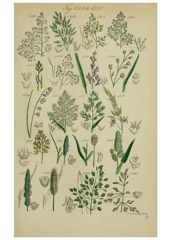 Reproducción/Reproduction 7507562288: British wild flowers.. London,J. Van Voorst,1876.