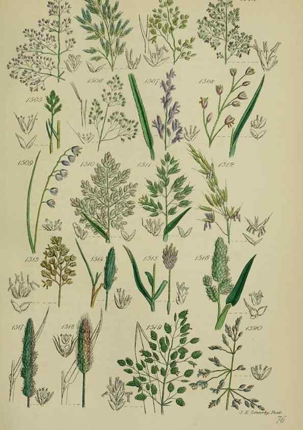 Reproducción/Reproduction 7507562288: British wild flowers.. London,J. Van Voorst,1876.