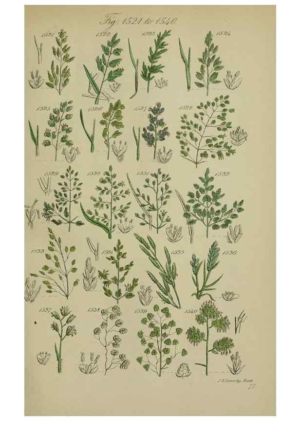 Reproducción/Reproduction 7507563638: British wild flowers.. London,J. Van Voorst,1876.