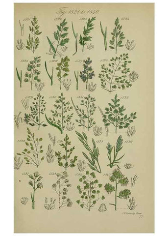 Reproducción/Reproduction 7507563638: British wild flowers.. London,J. Van Voorst,1876.