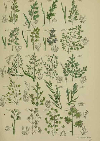 Reproducción/Reproduction 7507563638: British wild flowers.. London,J. Van Voorst,1876.