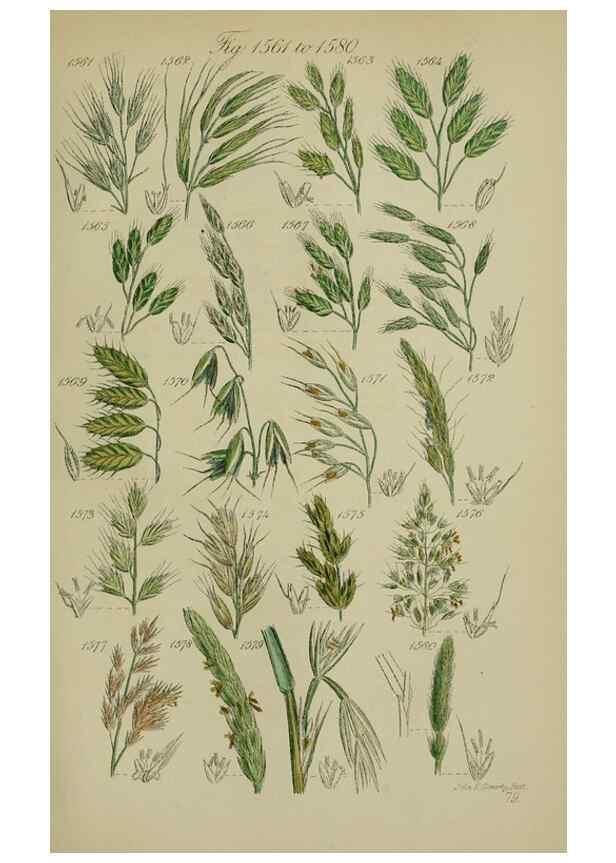 Reproducción/Reproduction 7507566302: British wild flowers.. London,J. Van Voorst,1876.