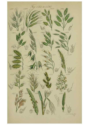 Reproducción/Reproduction 7507566302: British wild flowers.. London,J. Van Voorst,1876.