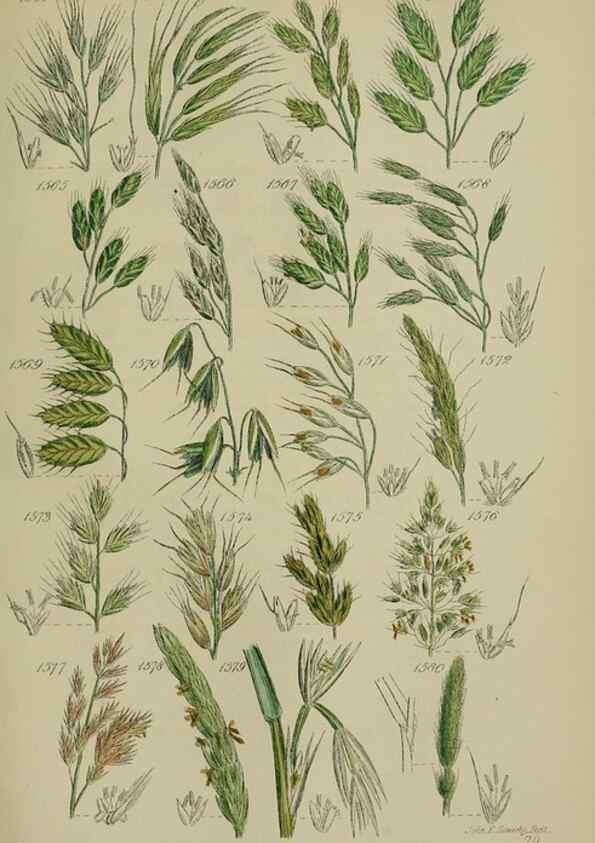 Reproducción/Reproduction 7507566302: British wild flowers.. London,J. Van Voorst,1876.