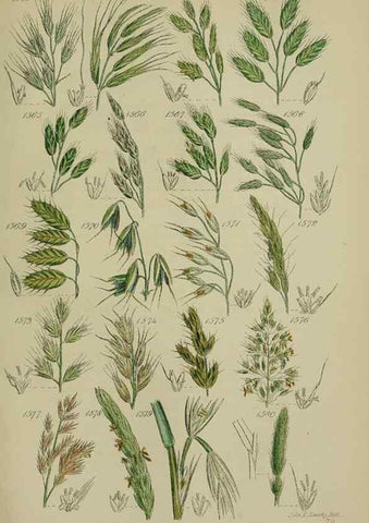 Reproducción/Reproduction 7507566302: British wild flowers.. London,J. Van Voorst,1876.