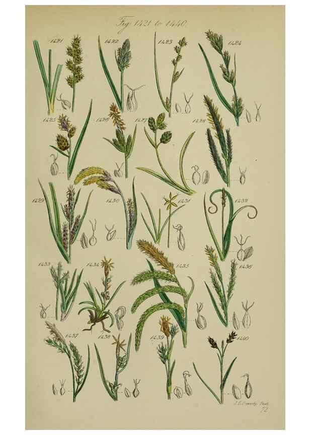 Reproducción/Reproduction 7507556790: British wild flowers.. London,J. Van Voorst,1876.