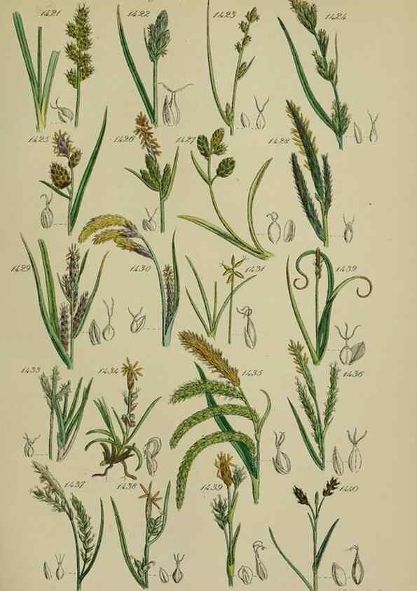 Reproducción/Reproduction 7507556790: British wild flowers.. London,J. Van Voorst,1876.