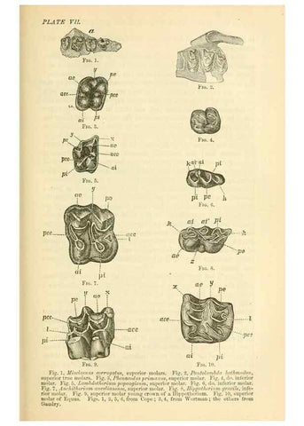Reproducción/Reproduction 7508296676: The origin of the fittest :. New York :D. Appleton,1887.