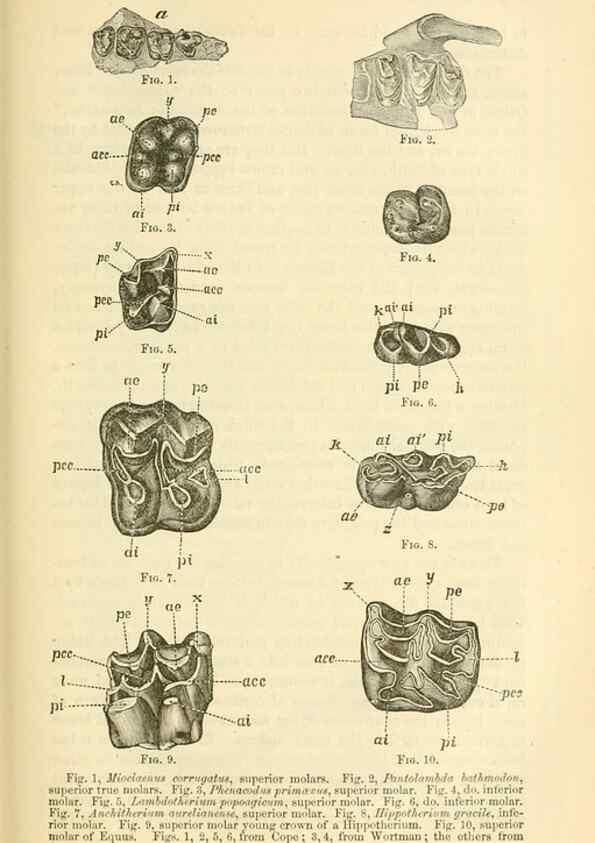 Reproducción/Reproduction 7508296676: The origin of the fittest :. New York :D. Appleton,1887.