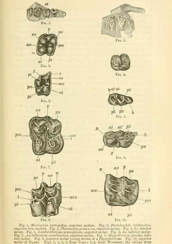 Reproducción/Reproduction 7508296676: The origin of the fittest :. New York :D. Appleton,1887.