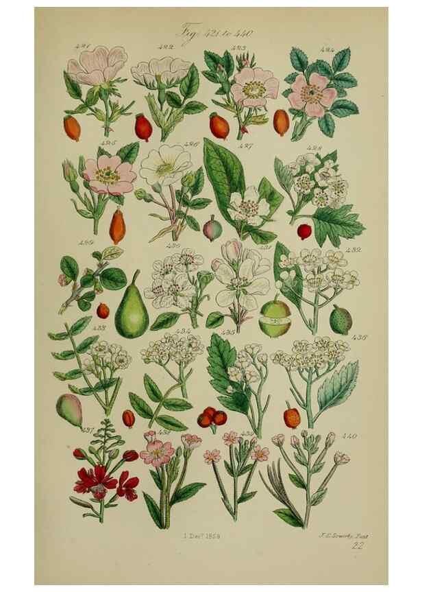 Reproducción/Reproduction 7507484108: British wild flowers.. London,J. Van Voorst,1876.
